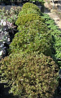 אוניום סדיפוליום