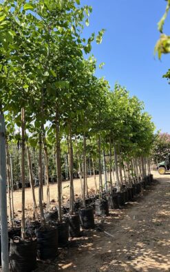 בוהיניה אדומה פנינה - 2 צול