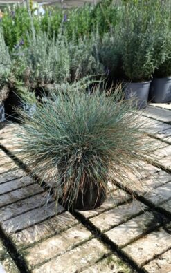 בן אפר מכחיל - גודל בינוני