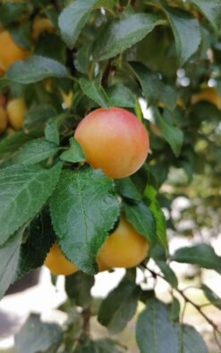 עץ משמש בגודל בינוני