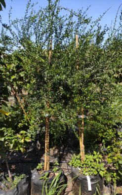 עץ פינגר ליים - בגודל בינוני