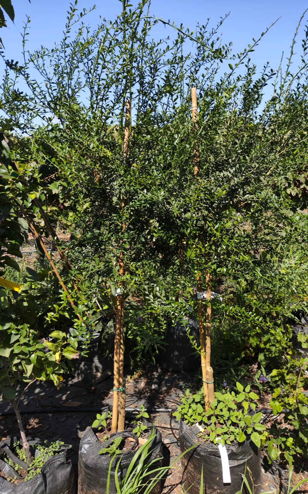 עץ פינגר ליים - בגודל בינוני