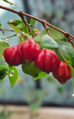 עץ פיטנגו בגודל בינוני או בוגר