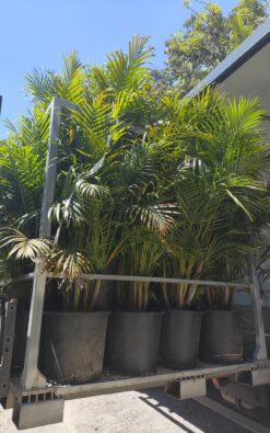 דקל אריקה בוגר ב25 ליטר