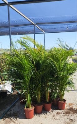 דקל אריקה חצי בוגר בדלי