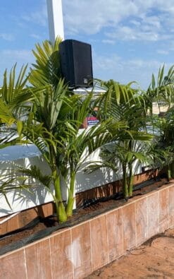 דקל טבעות ב25 ליטר 1/2/3 גזעים 1.5 מ'