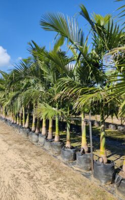 דקל טבעות ענק 3 מ' גזע בודד