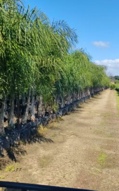 דקל קוקוס בוגר ב50 ליטר 2.5-3 מ'