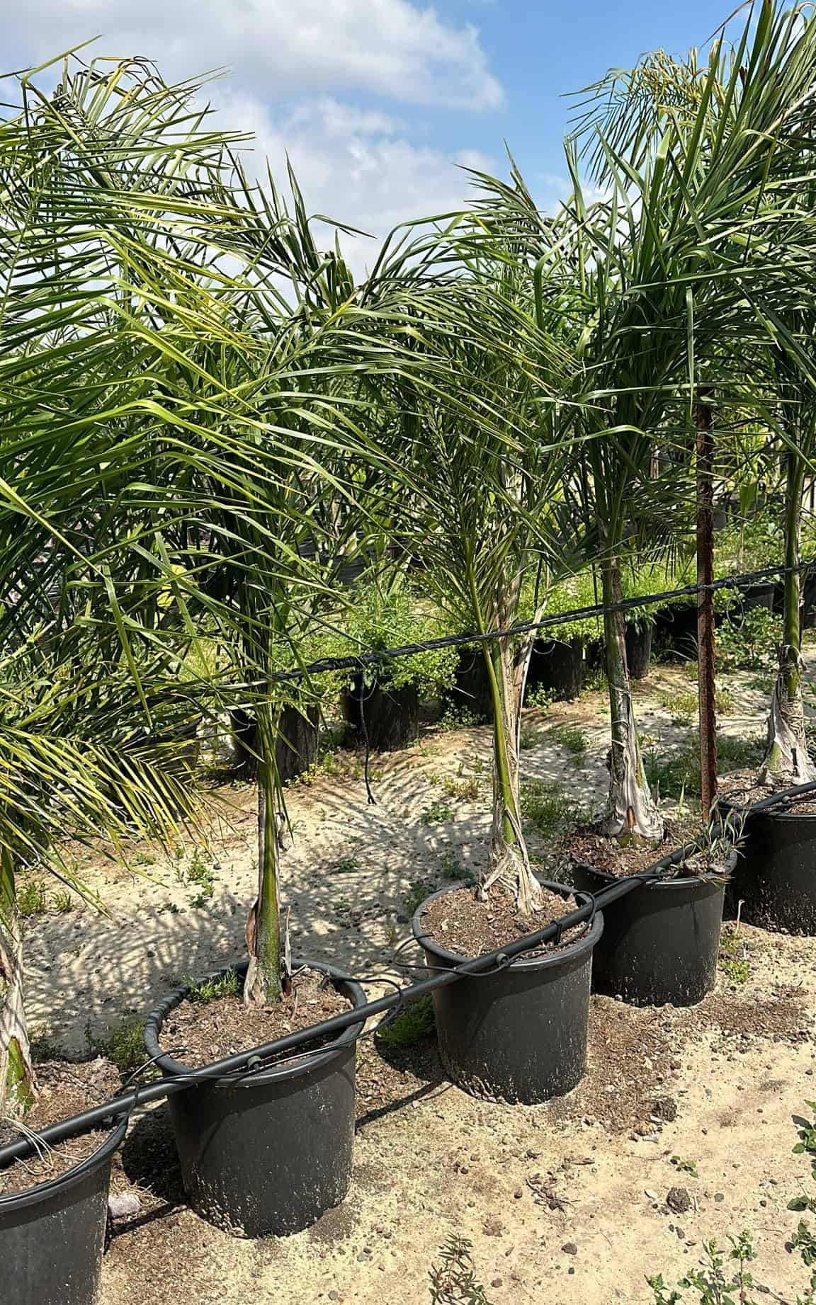 דקל קוקוס חצי בוגר ב25 ליטר 1.5-1.7 מ'