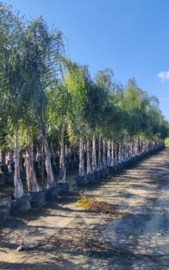 דקל קוקוס ענק 3-4 מ'