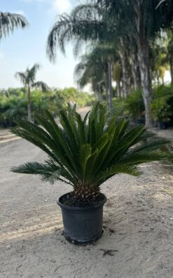 דקל ציקס בוגר