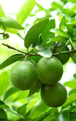 עץ ליים בגודל בינוני או בוגר