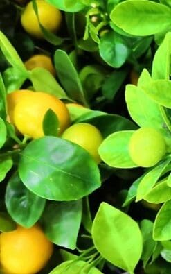 עץ לימקוואט בגודל בינוני או בוגר