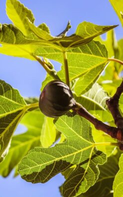 עץ תאנה סגולה בגודל בינוני או בוגר