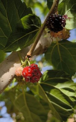 עץ תות שאמי בגודל בינוני 25 ליטר