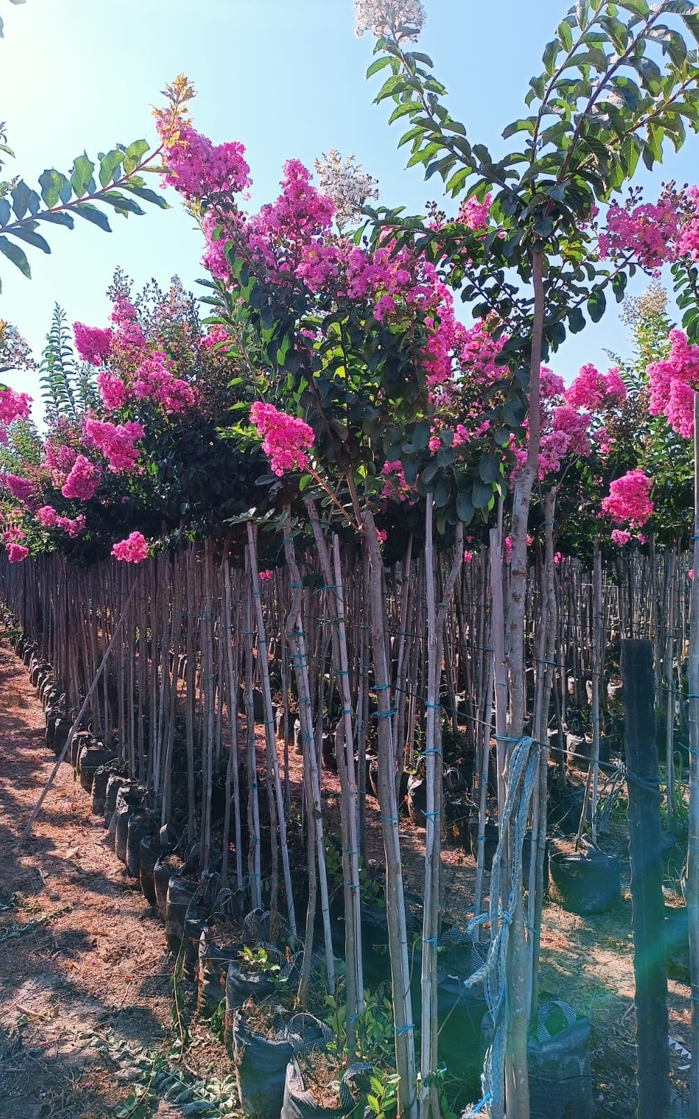 לגיסטרמיה ורודה – עד 1 צול