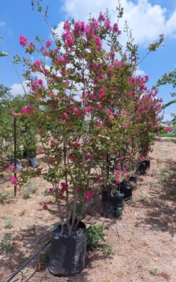 לגיסטרמיה הודית רב גזע - בגודל ענק צבע וורד