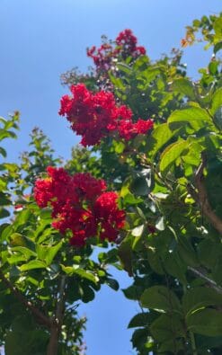 לגיסטרמיה הודית דינמיט - 2 צול