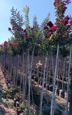 לגיסטרמיה אדומה – עד 1 צול