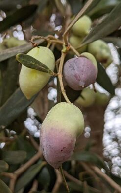 עץ זית בגודל בינוני ובוגר