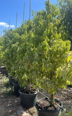 עץ קינמון - בגודל ענק