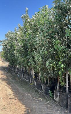 צפצפה מכסיפה - בגודל ענק