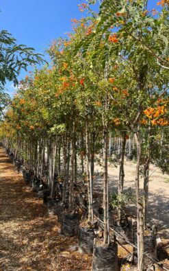 דק פרי אורנג -