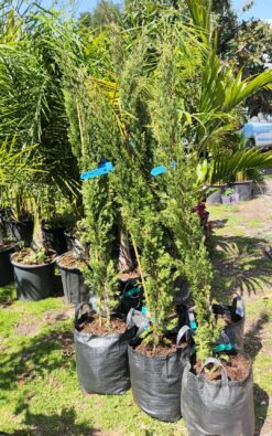 ברוש טוטם - בגודל בינוני 1.5 מ'