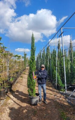 ברוש טוטם - בוגר גדול