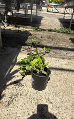 בת שבע - בגודל בינוני