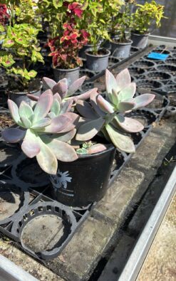 גרפטובווריה