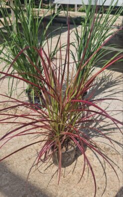 זיף נוצה ארגמני גודל 4(בינוני)