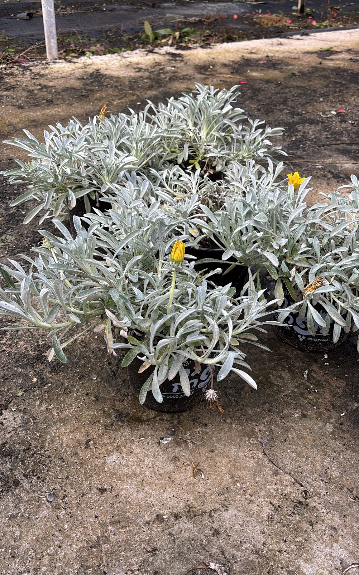 חיפוי קרקע – גזניה