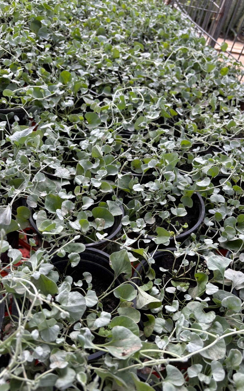 חיפוי קרקע – דיכונדרה כסופה