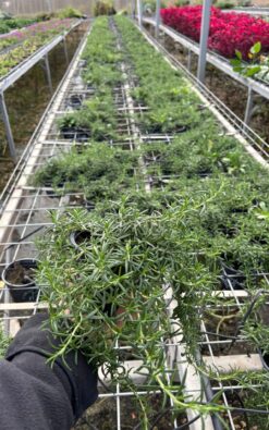 חיפוי קרקע – רוזמרין זוחל