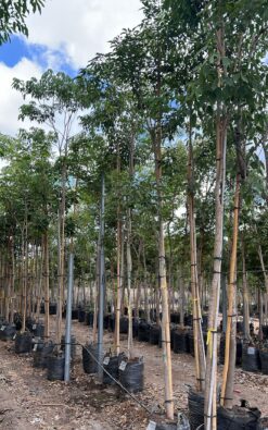 טטבויה - בגודל ענק