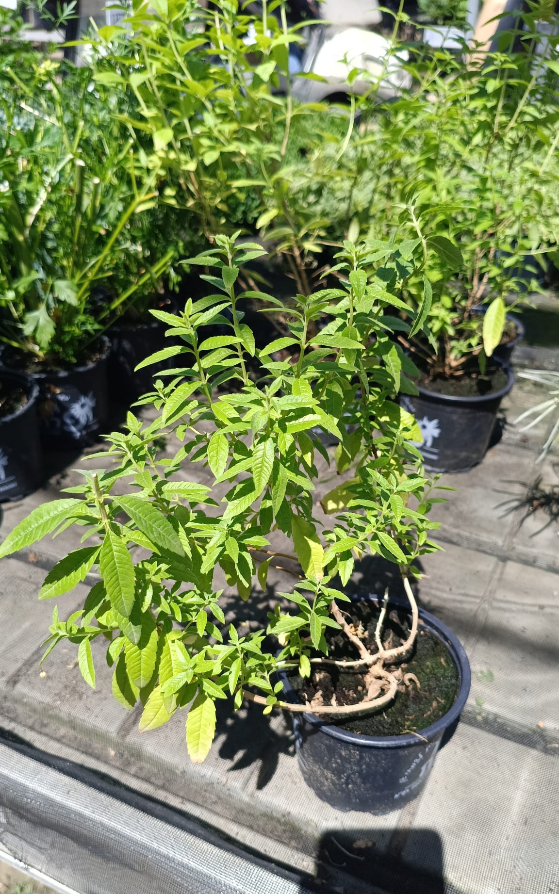 לואיזה - בגודל בינוני