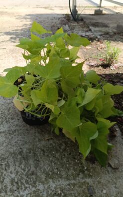 לפופית - בגודל בינוני