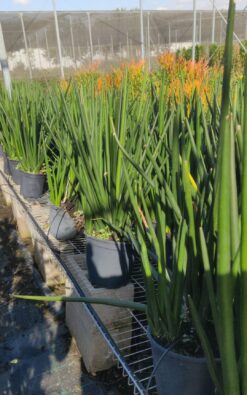 סנסיוורה גלילית בדלי גדול