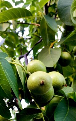 עץ אגוז מלך בגודל בינוני