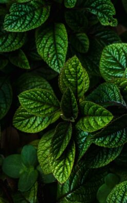 עציץ תבלין - נענע