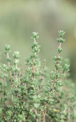 עציץ תבלין – טימין