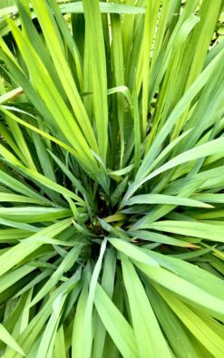 עציץ תבלין – עשב לימון