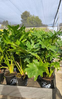 פילודנדרון ביפי - גודל בינוני