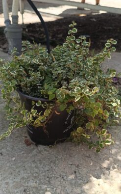 פיקוס פומליה - בגודל בינוני