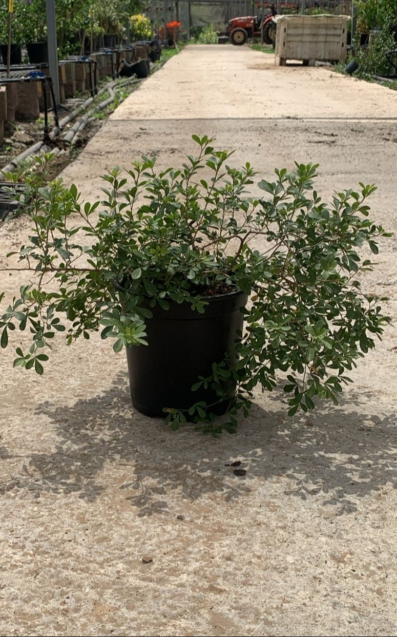 פלפלון סיני - בדלי גדול