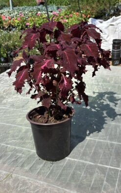 קוללס - גודל בינוני