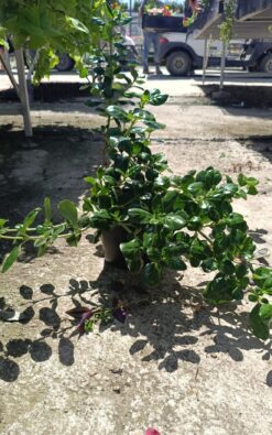 קופרוזמה זוחלת - בגודל בינוני