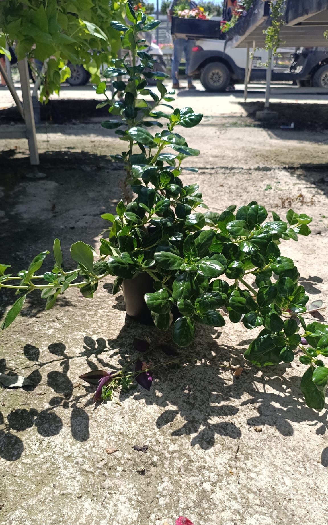 קופרוזמה זוחלת - בגודל בינוני