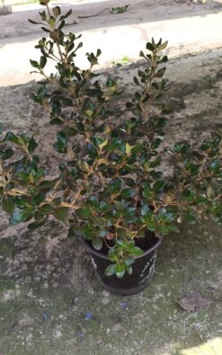 קופרוסמה קופרשיין - בגודל בינוני